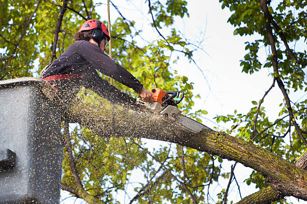 Best Emergency Storm Tree Removal  in Clayton, AL